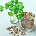 Koriandri: what it really is, why the world can't cook without it, and how to use every part of the plant