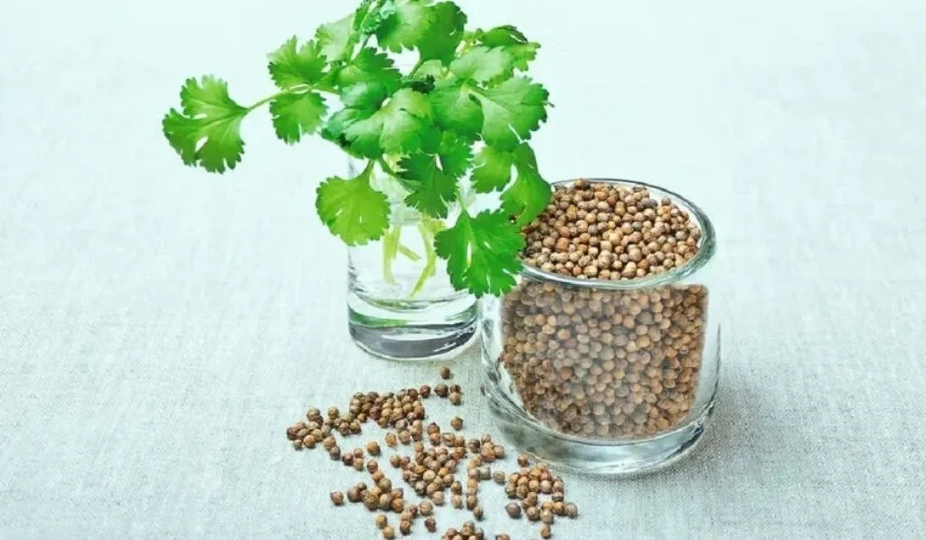 Koriandri: what it really is, why the world can't cook without it, and how to use every part of the plant