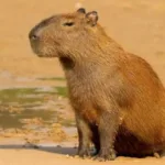 Cadibara: The Complete Guide to the Animal, Viral Trend, Lifestyle, and Cultural Phenomenon (2026)